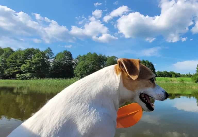 kajaki rzeka wda dworzec tlen (4)