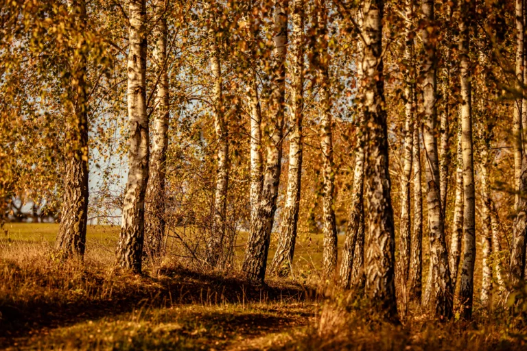 noclegi tleń blisko jeziora (55)