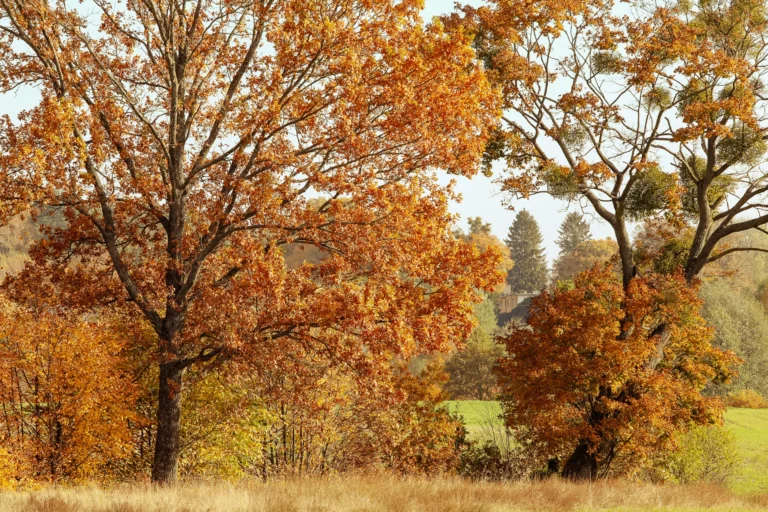 noclegi tleń blisko jeziora (64)