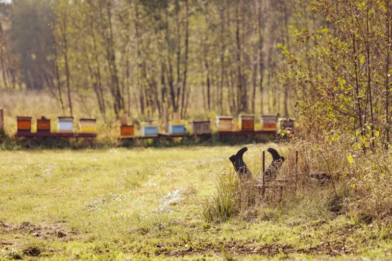 noclegi tleń blisko jeziora (65)