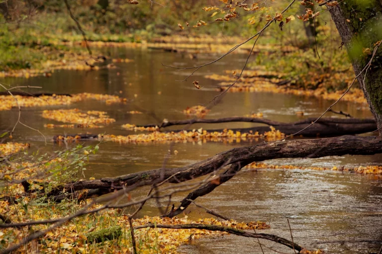 noclegi tleń blisko jeziora (88)