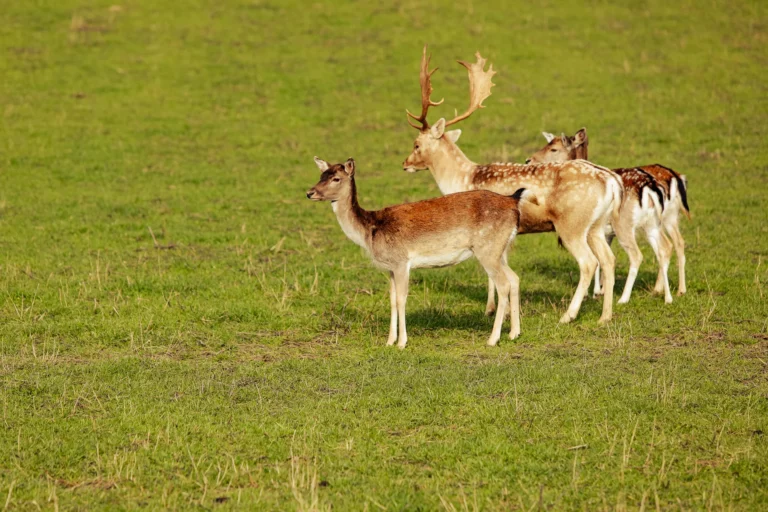 spływ kajakowy wdą spacery dworzec tleń (4)